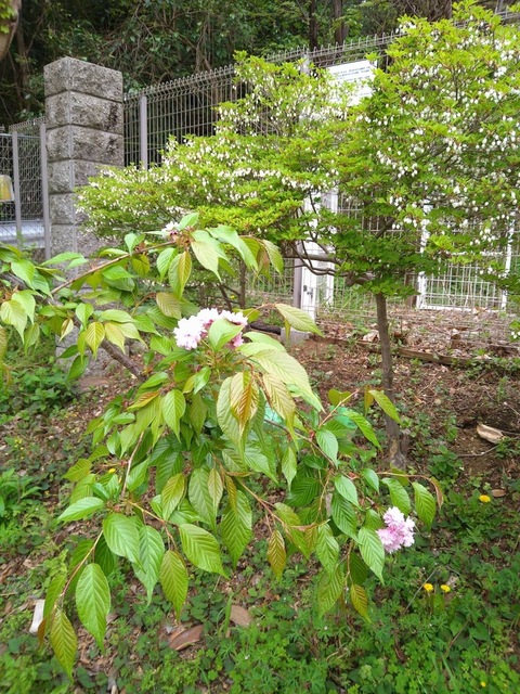 桜が美しく咲きました