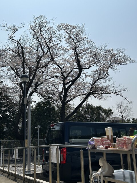 お花見を楽しみました!